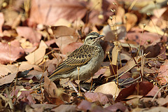 Anthus nyassae