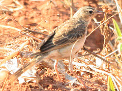 Anthus vaalensis