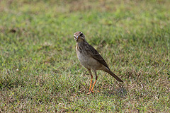 Anthus pallidiventris