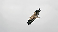 Neophron percnopterus