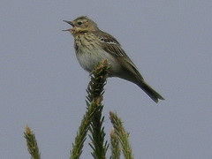 Anthus trivialis