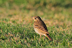 Anthus hodgsoni