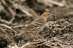 Anthus gustavi