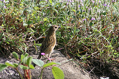 Anthus nilghiriensis