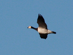 Branta leucopsis