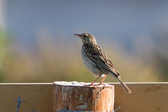 Anthus correndera