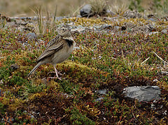 Anthus bogotensis