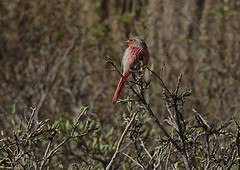 Urocynchramus pylzowi