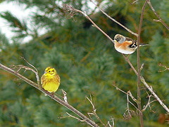 Fringilla montifringilla