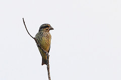 Mycerobas melanozanthos