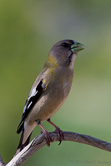 Hesperiphona vespertina