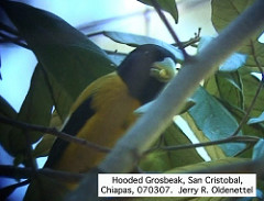 Hesperiphona abeillei