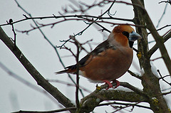 Coccothraustes coccothraustes