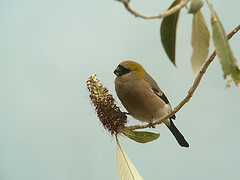 Pyrrhula erythrocephala