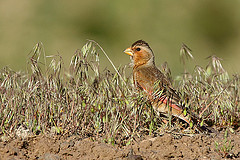 Rhodopechys sanguineus