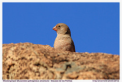 Bucanetes githagineus