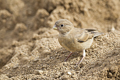 Bucanetes mongolicus