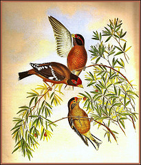 Callacanthis burtoni