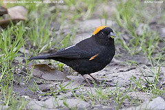 Pyrrhoplectes epauletta