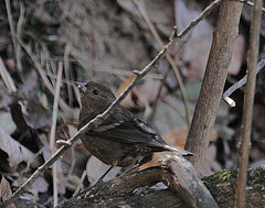 Procarduelis nipalensis