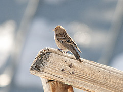Leucosticte nemoricola