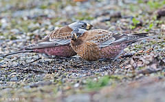 Leucosticte tephrocotis