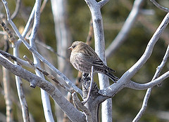 Leucosticte australis