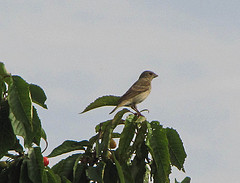 Carpodacus erythrinus