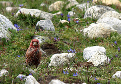 Carpodacus rubicilloides