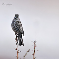 Carpodacus rubicilla