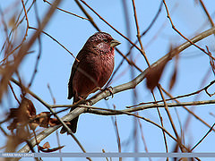 Carpodacus rhodochlamys