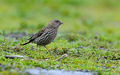 Carpodacus pulcherrimus