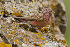 Carpodacus davidianus
