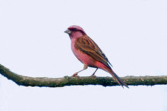 Carpodacus rodochroa