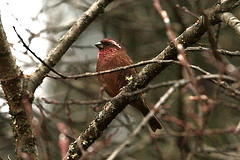 Carpodacus edwardsii