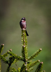 Carpodacus rodopeplus