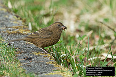 Carpodacus formosanus