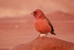 Carpodacus synoicus