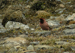 Carpodacus roborowskii
