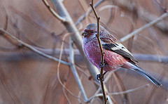 Carpodacus sibiricus