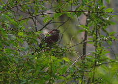 Carpodacus trifasciatus