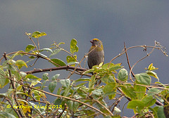Carpodacus subhimachalus