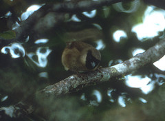 Melamprosops phaeosoma