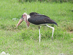 maraboustork