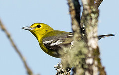 Gulstrupig vireo