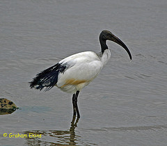 Helig ibis